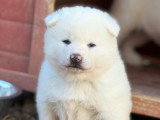 Chiots Akita Inu LOF haut de gamme à vendre