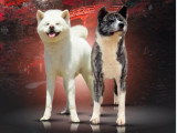 Chiots Akita Inu LOF haut de gamme à vendre