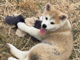Chiots Akita Inu LOF haut de gamme à vendre