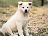 Chiots Akita Inu LOF haut de gamme à vendre