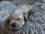 Chiots Golden Retriever LOF à vendre (1 femelle & 2 mâles)