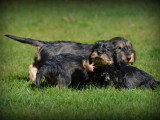 Chiots Teckel à poil dur à vendre