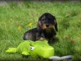 Chiots Teckel à poil dur à vendre