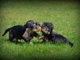 Chiots Teckel à poil dur à vendre