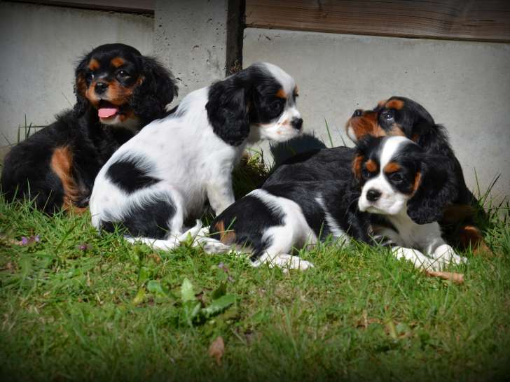 Chiots Cavalier King Charles Spaniel à vendre