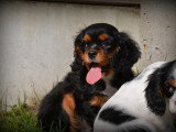 Chiots Cavalier King Charles Spaniel à vendre