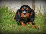 Chiots Cavalier King Charles Spaniel à vendre