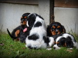 Chiots Cavalier King Charles Spaniel à vendre