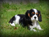 Chiots Cavalier King Charles Spaniel à vendre
