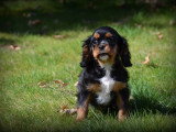 Chiots Cavalier King Charles Spaniel à vendre