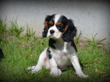 Chiots Cavalier King Charles Spaniel à vendre