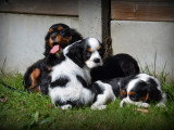Chiots Cavalier King Charles Spaniel à vendre