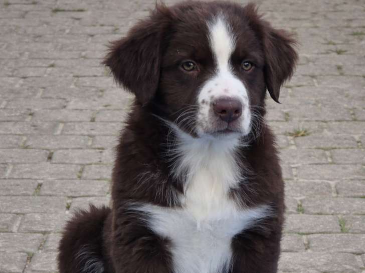 Dernier chiot Berger Australien à vender