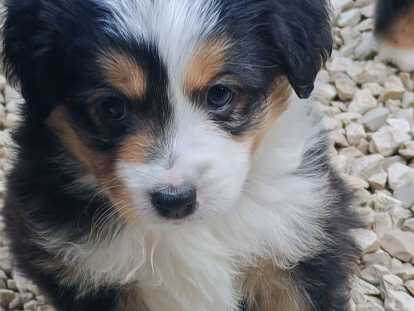 Chiots Berger Australien Miniature à vendre (6 femelles)