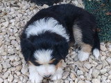 Chiots Berger Australien Miniature à vendre (6 femelles)
