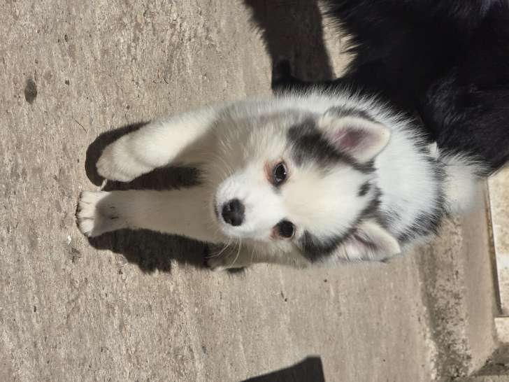 Chiots Pomsky F4 toy à vendre