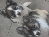 Chiots Pomsky F4 toy à vendre