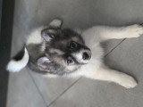 Chiots Pomsky F4 toy à vendre