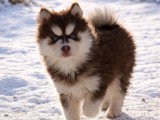 Chiots Pomsky F3 à vendre