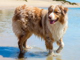 Chien mâle adulte Berger Australien LOF à vendre