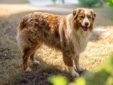 Chien mâle adulte Berger Australien LOF à vendre