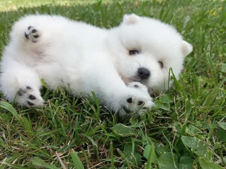 Chiots Spitz Japonais à vendre