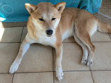 Chienne adulte race Shiba Inu à vendre