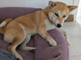 Chienne adulte race Shiba Inu à vendre