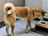 Chienne adulte race Shiba Inu à vendre