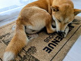 Chienne adulte race Shiba Inu à vendre