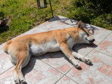 Chienne adulte race Shiba Inu à vendre