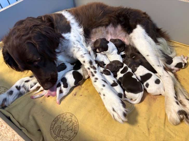 Chiots Petit Épagneul de Münster à vendre