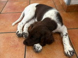 Chiots Petit Épagneul de Münster à vendre