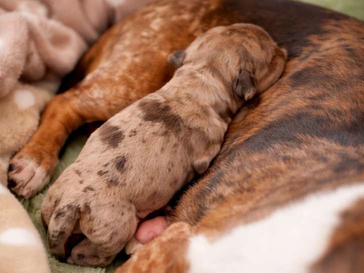 Chiot Teckel arlequin chocolat à vendre