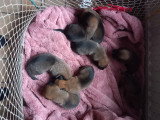 Chiots Malinnois à vendre