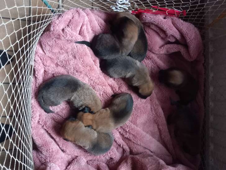 Chiots Malinnois à vendre