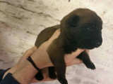 Chiots Malinnois à vendre