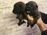 Chiots Malinnois à vendre