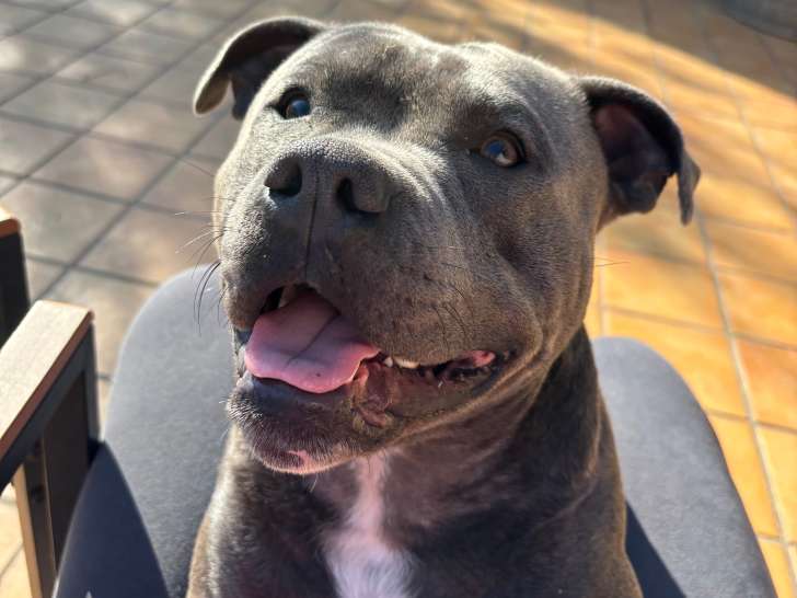 Mâle American Staffordshire Terrier disponible pour saillie