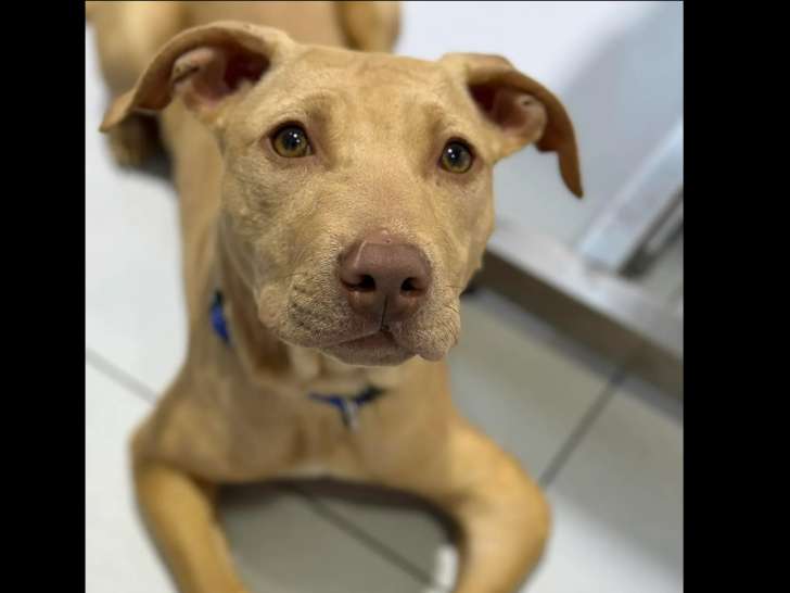 En attente d'adoption : chiot mâle Dogue de 7 mois au pelage alezan