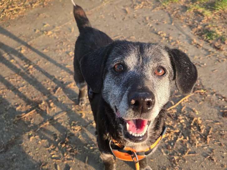 À adopter : chienne Labrador de 12 ans au pelage noir et gris