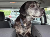 À adopter : chienne Labrador de 12 ans au pelage noir et gris