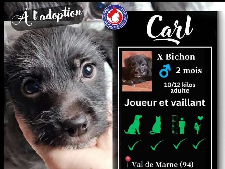 Prêt pour l'adoption : chiot mâle Bichon Havanais de 2 mois au pelage noir et blanc