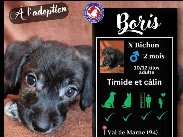 À la recherche d'une famille : chiot mâle Bichon Havanais de 2 mois