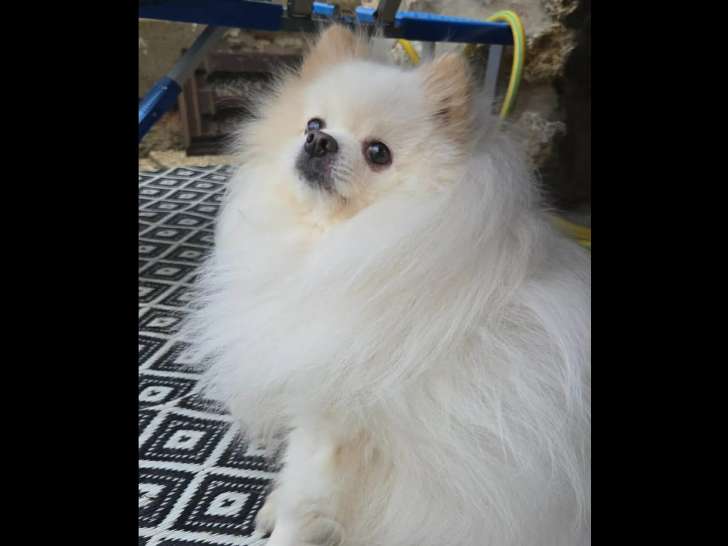 En quête d'un foyer : chien Spitz Japonais blanc de 8 ans