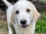 Hiro, chiot mâle à adopter en association
