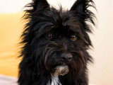 Disponible à l'adoption : chien Scottish Terrier noir de 4 ans