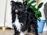 Disponible à l'adoption : chien Scottish Terrier noir de 4 ans