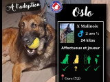 À adopter : chien Berger Malinois au pelage fauve charbonné de 2 ans
