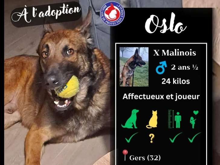 À adopter : chien Berger Malinois au pelage fauve charbonné de 2 ans